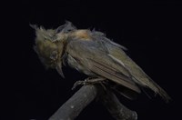 藏品(綠繡眼)的圖片